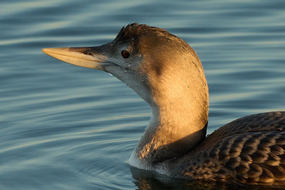 Yellow-billed Loon - ML647019386