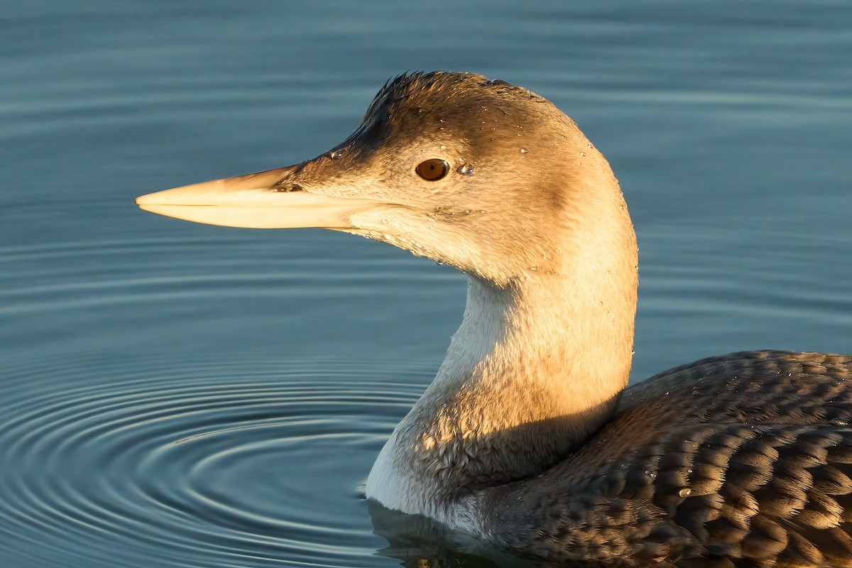 Yellow-billed Loon - ML647019391