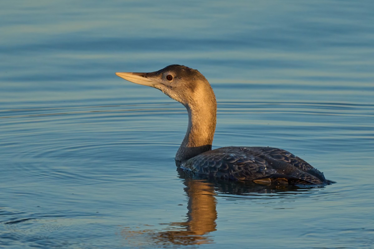 Yellow-billed Loon - ML647019392