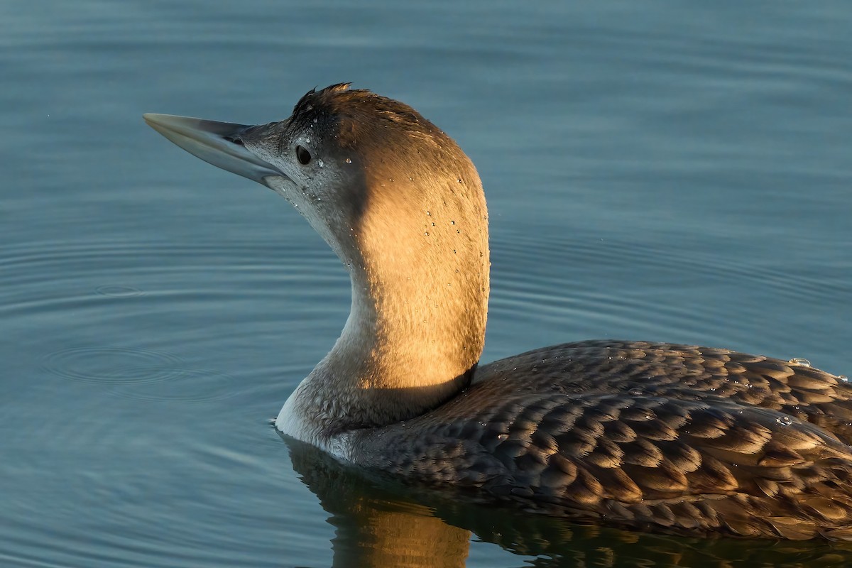 Yellow-billed Loon - ML647019393