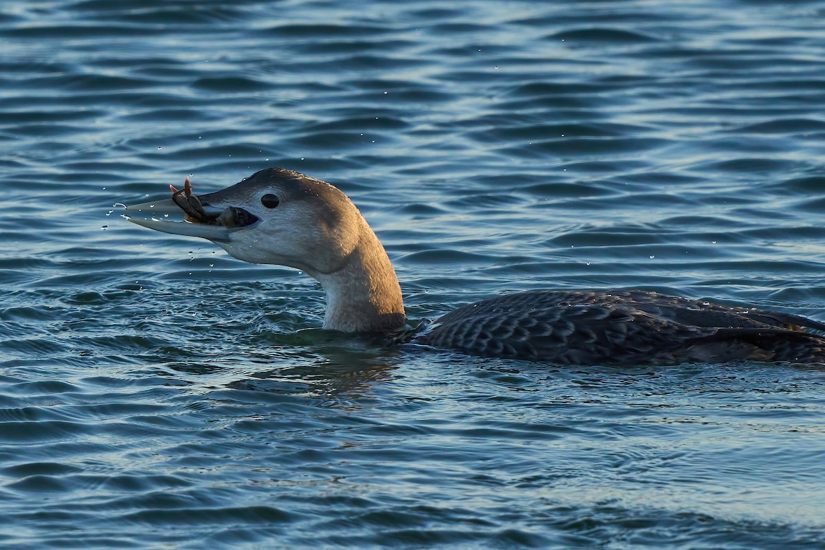 Yellow-billed Loon - ML647019394
