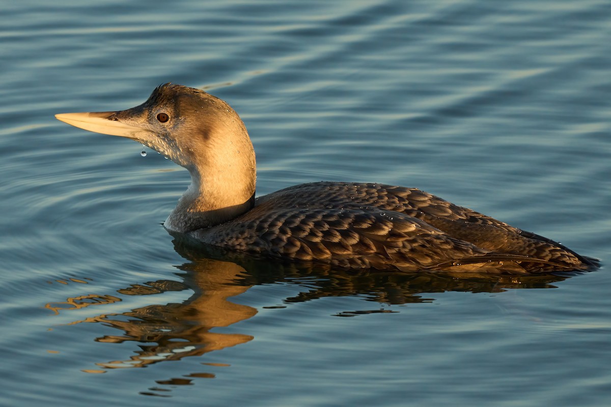 Yellow-billed Loon - ML647019395