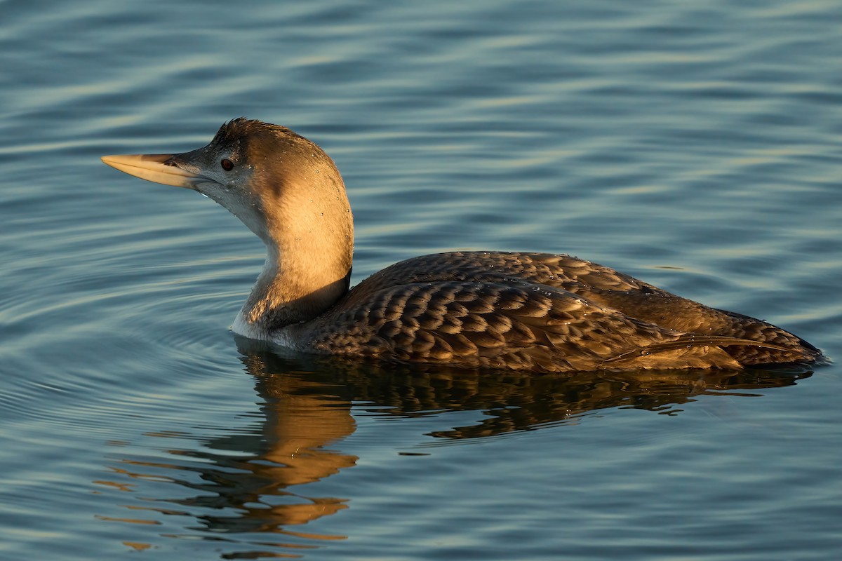 Yellow-billed Loon - ML647019396