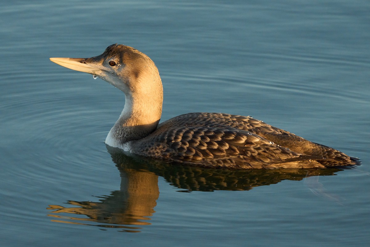 Yellow-billed Loon - ML647019397