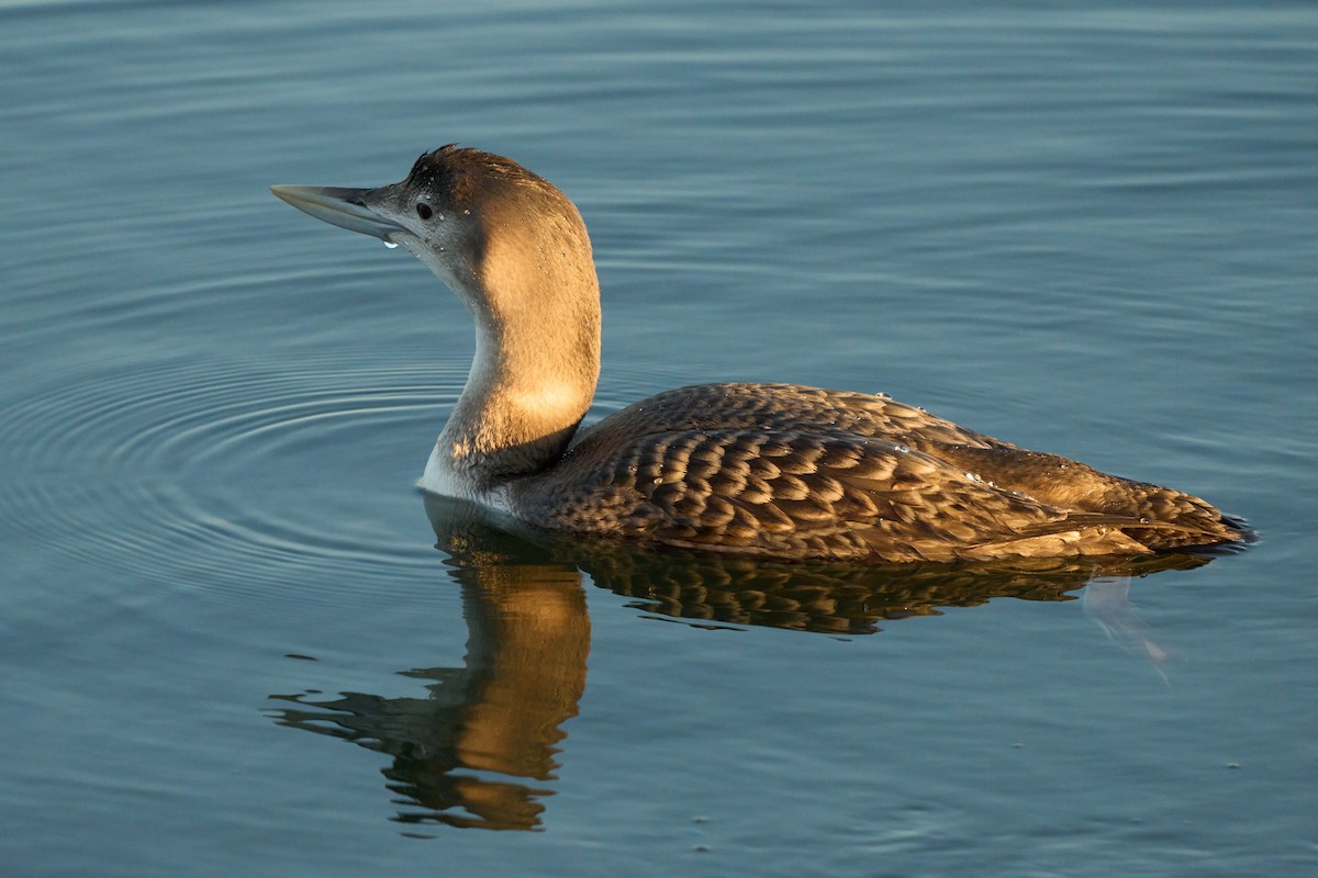 Yellow-billed Loon - ML647019400