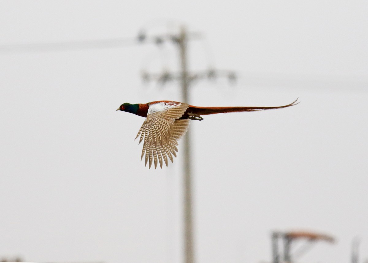 Ring-necked Pheasant - ML647019401