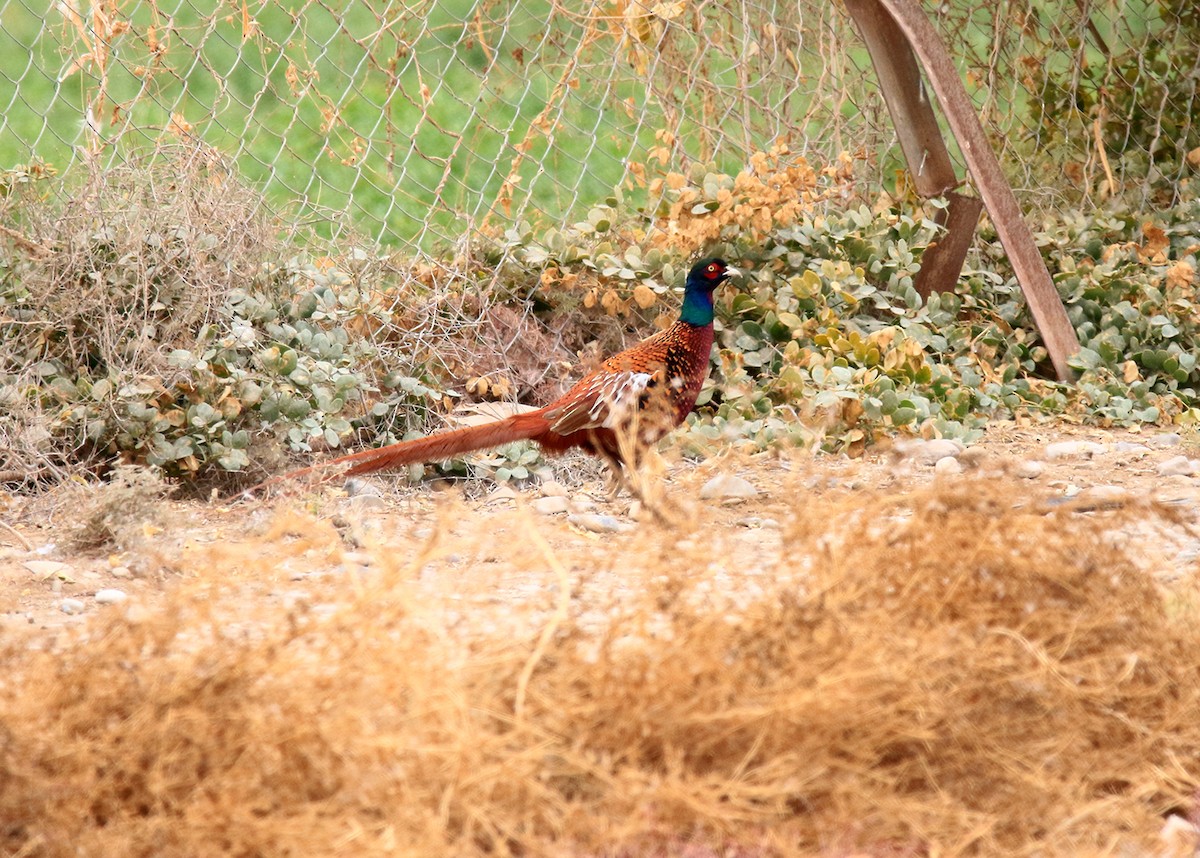 Ring-necked Pheasant - ML647019402