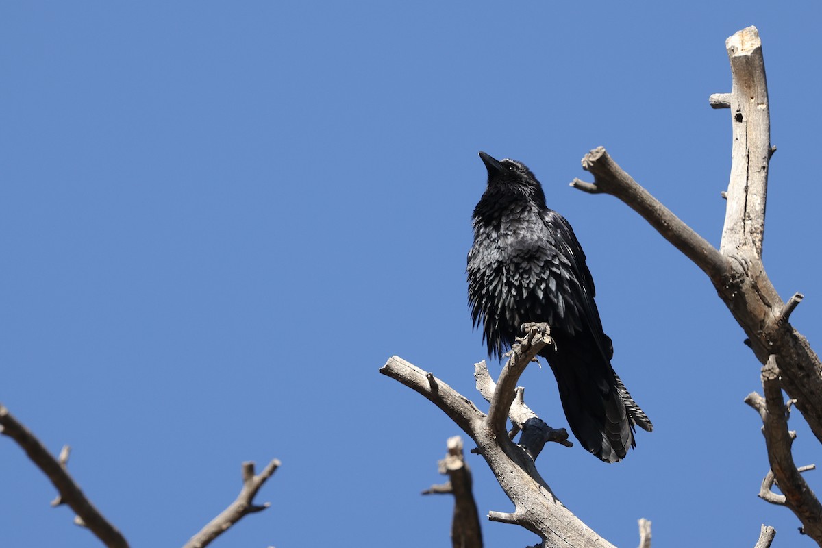 Corvo imperiale - ML647019432