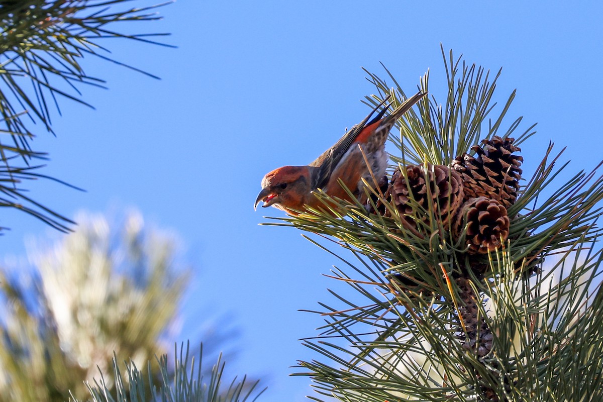 Red Crossbill - ML647019436