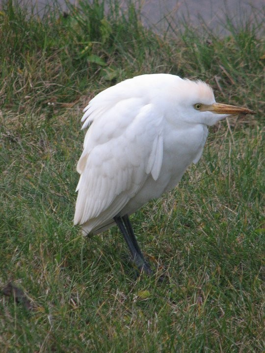 Western Cattle-Egret - ML647019445