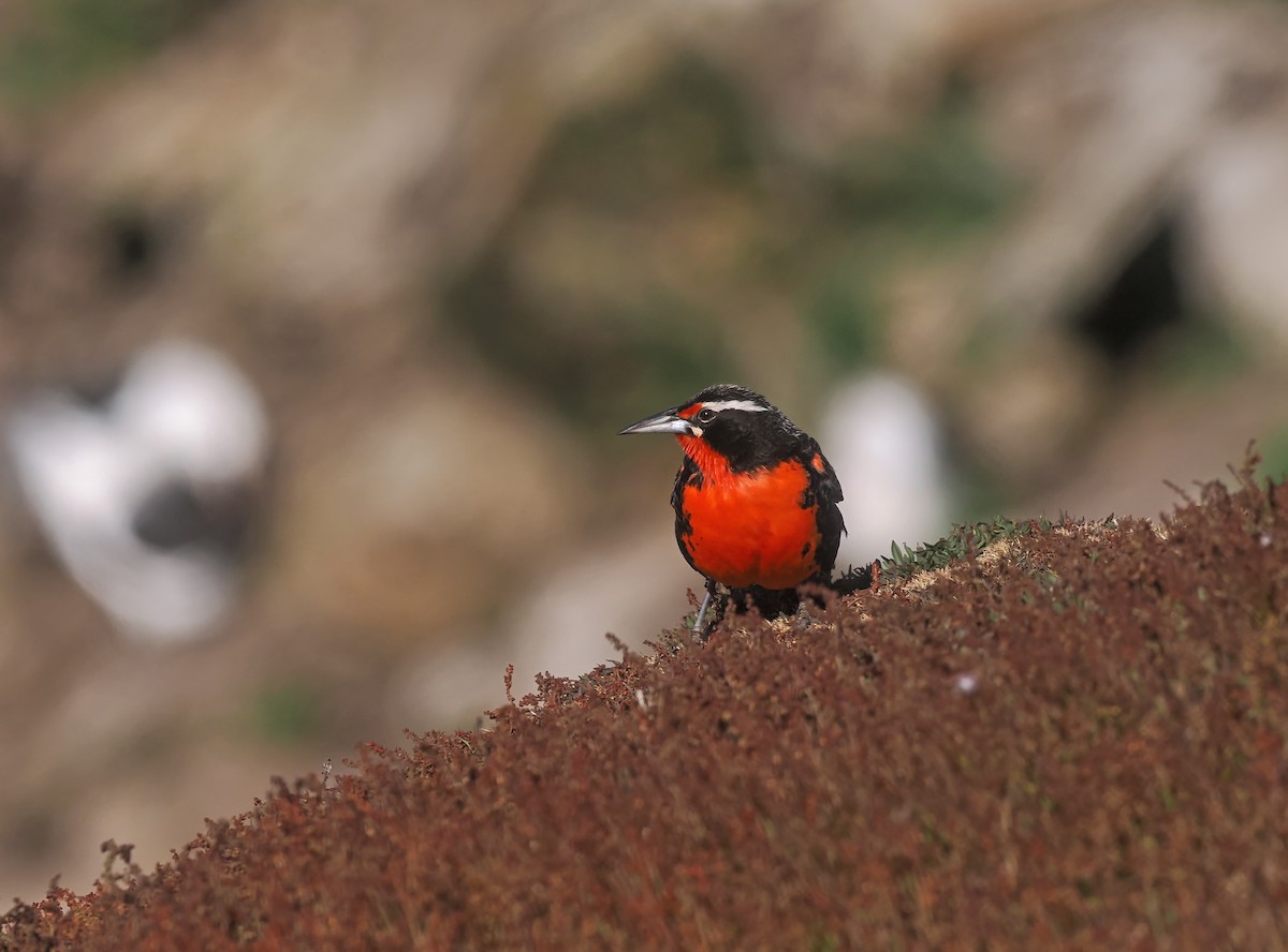 Long-tailed Meadowlark - ML647019448