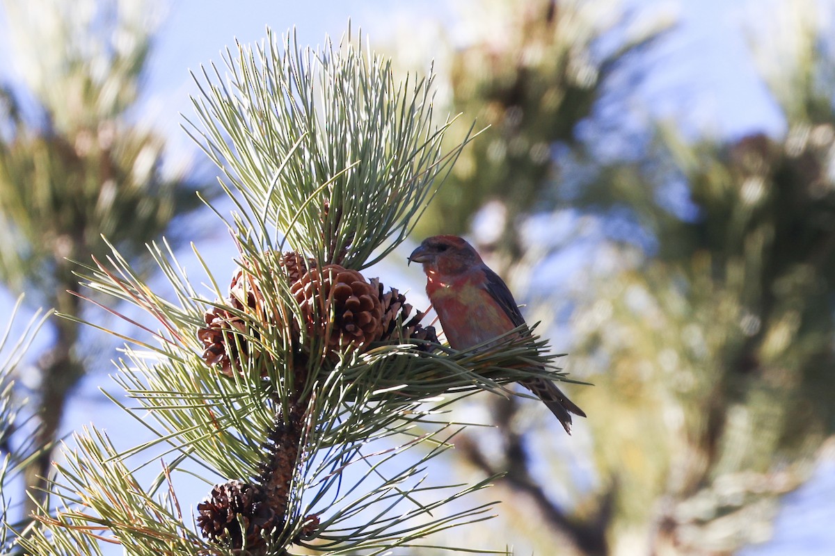 Red Crossbill - ML647019450