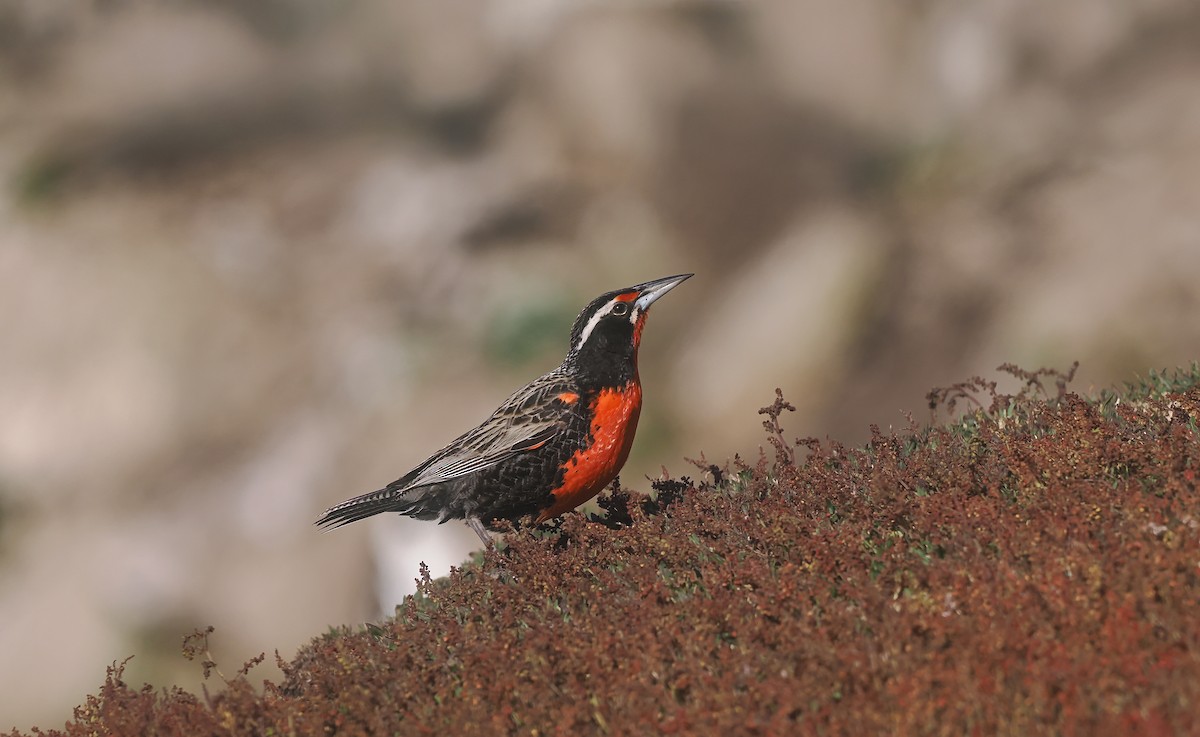 Long-tailed Meadowlark - ML647019451