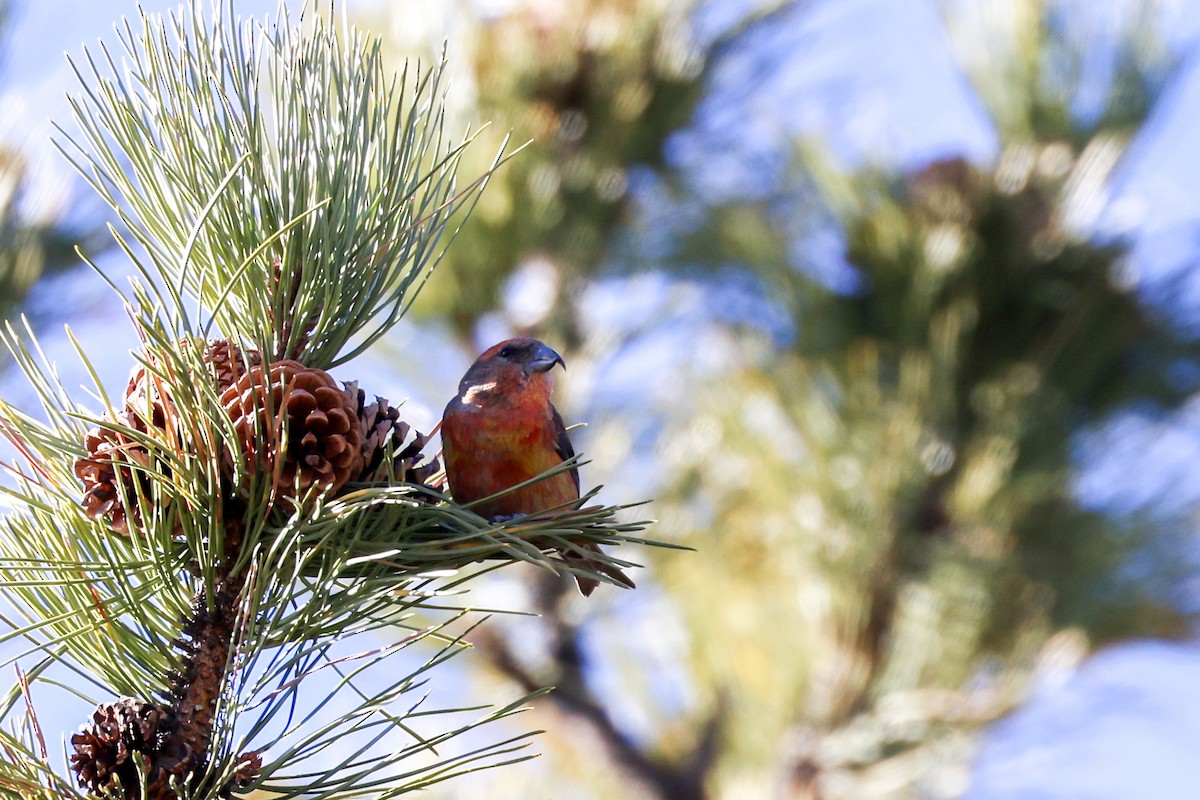 Red Crossbill - ML647019455