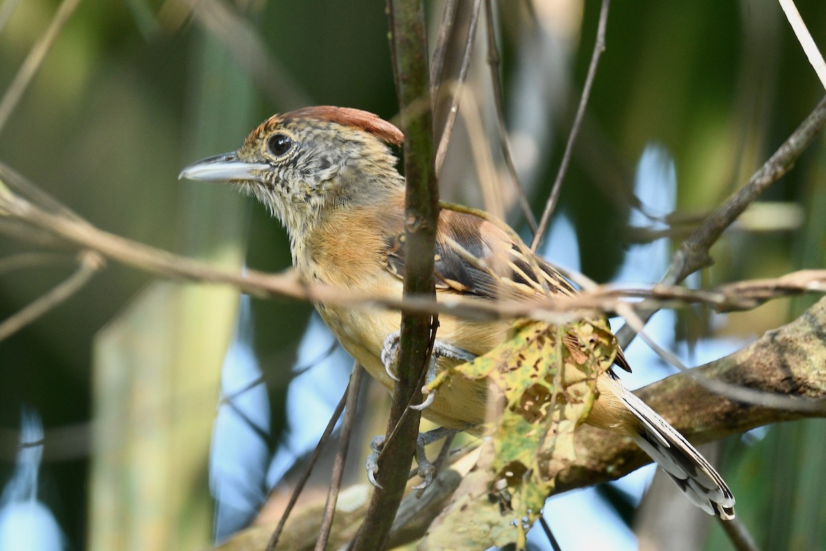 Black-crested Antshrike - ML647019456