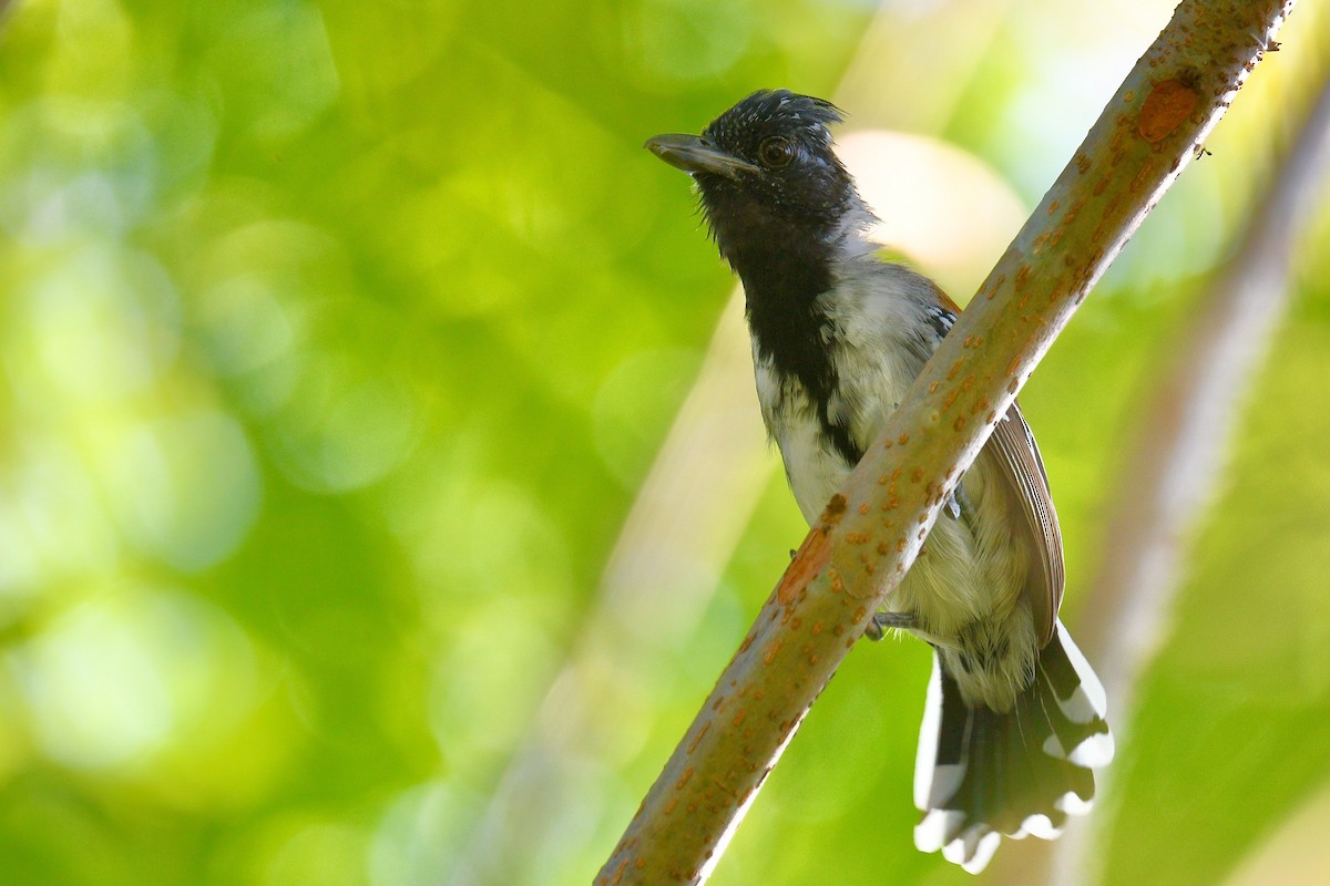 Black-crested Antshrike - ML647019457