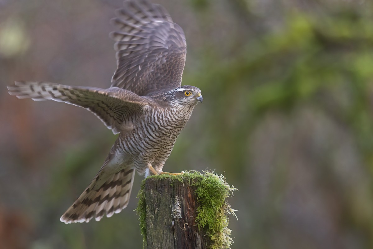 北雀鷹 - ML647019458