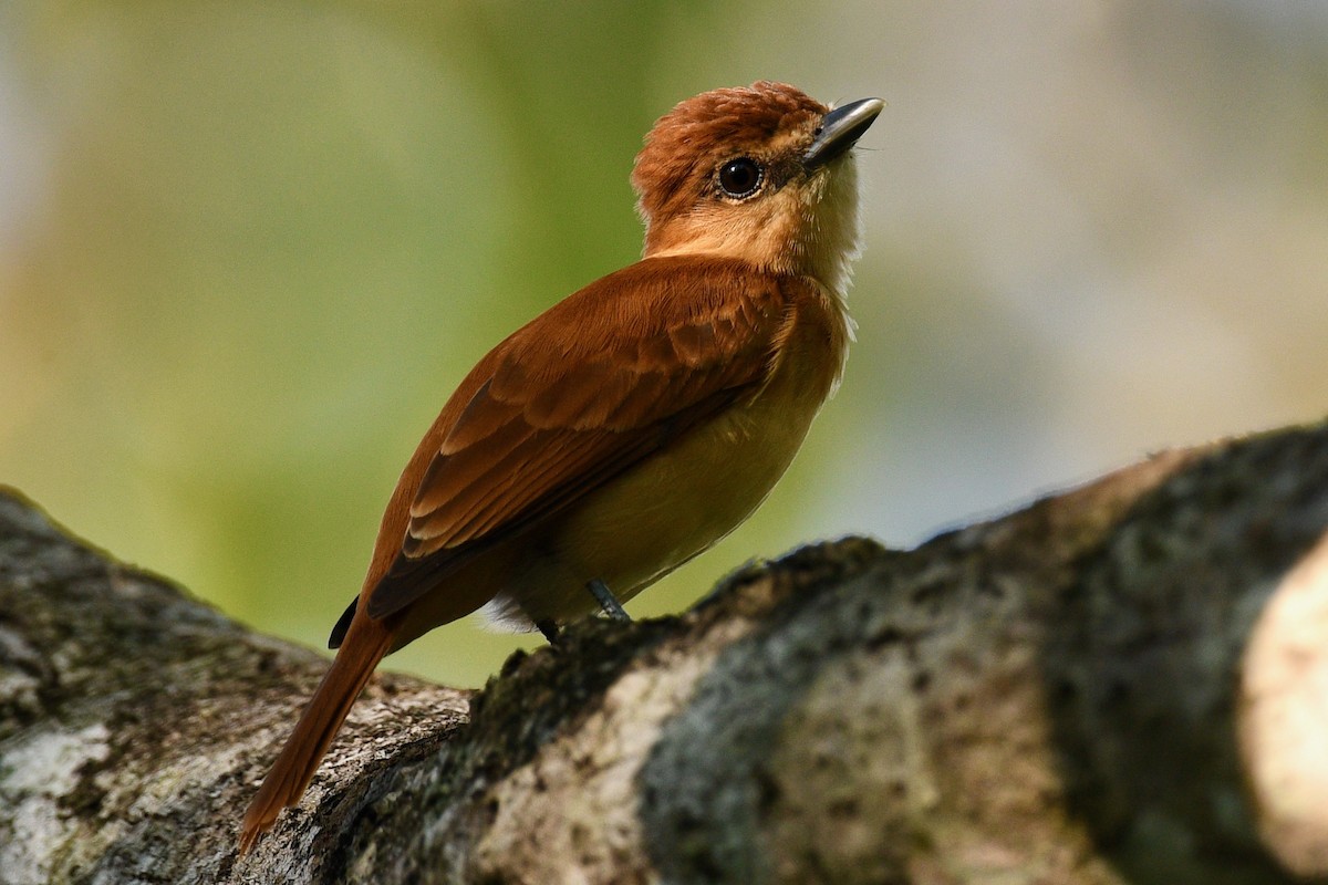 Cinnamon Becard - ML647019460