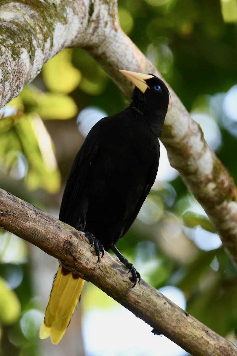 Tepeli Oropendula - ML647019464