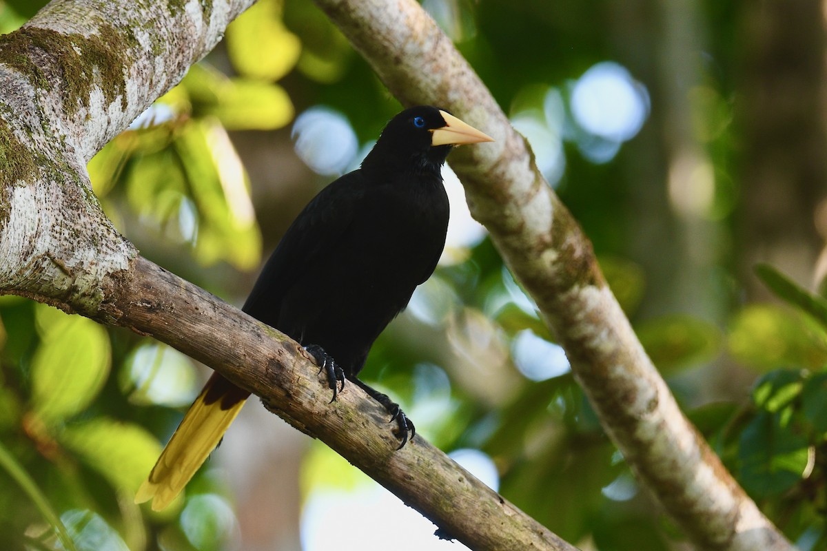 Tepeli Oropendula - ML647019465