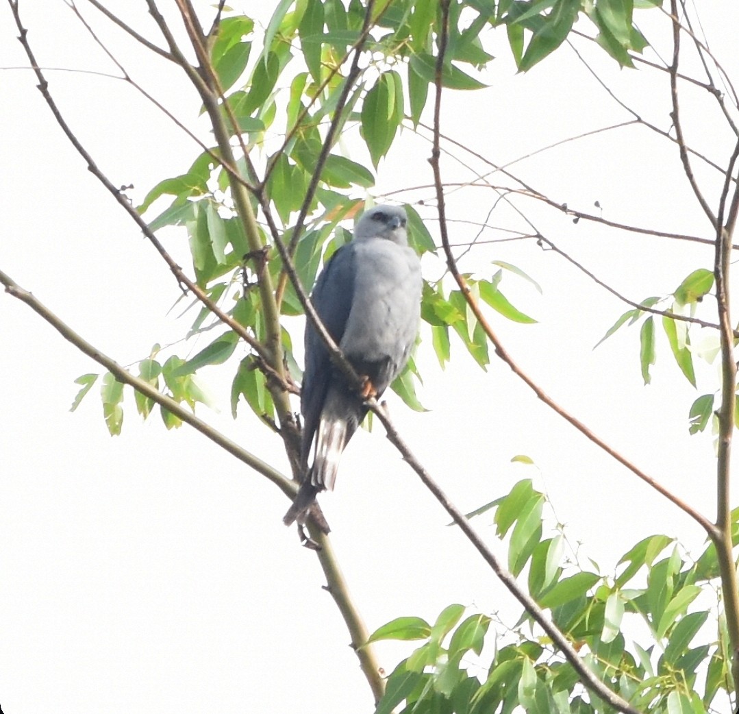 Plumbeous Kite - ML647019466