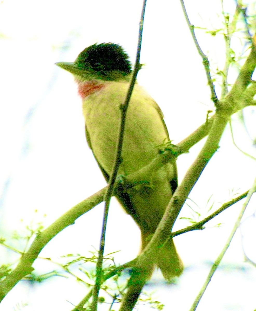 Rose-throated Becard - ML647019469