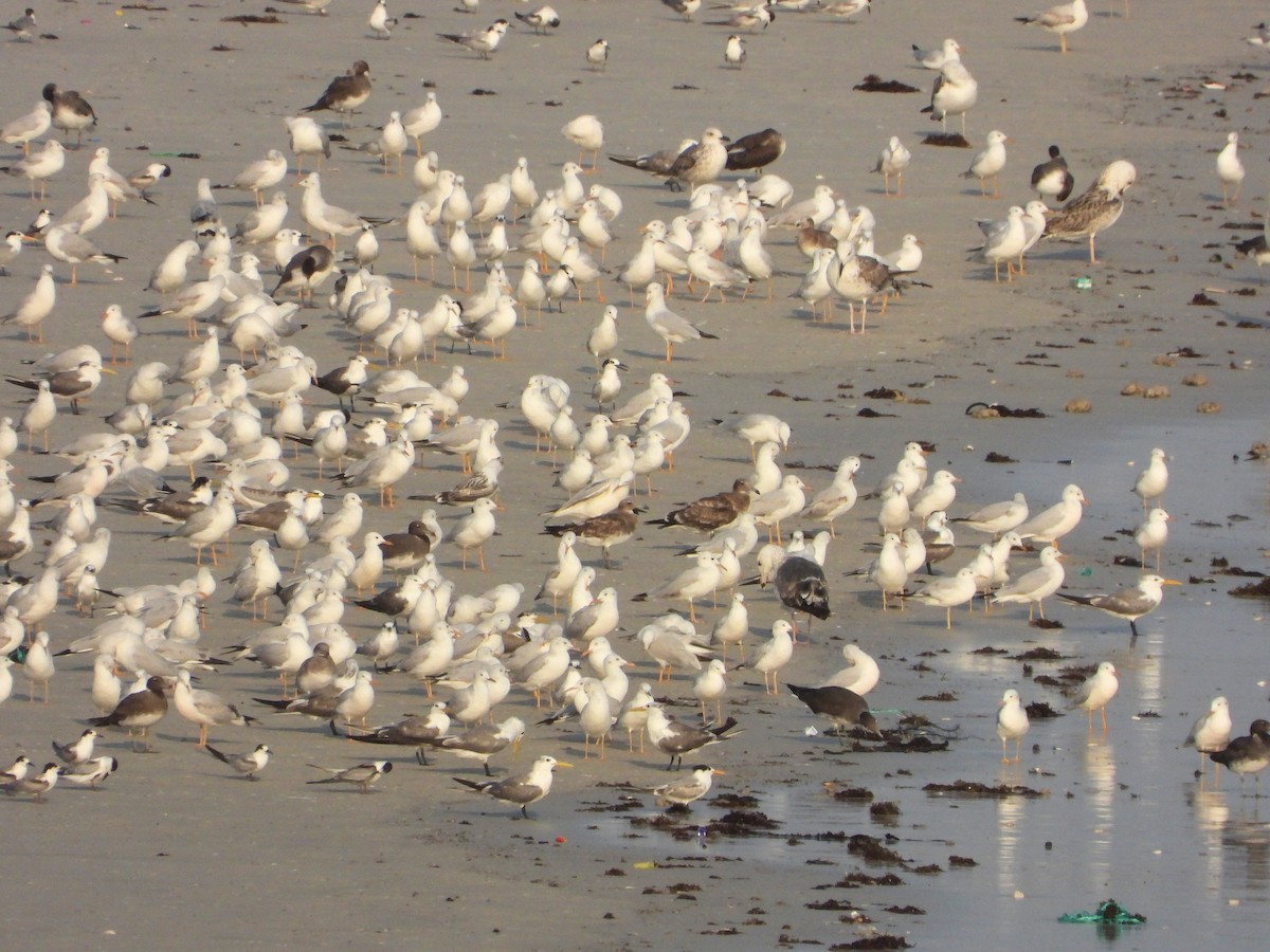 細嘴鷗 - ML647019472