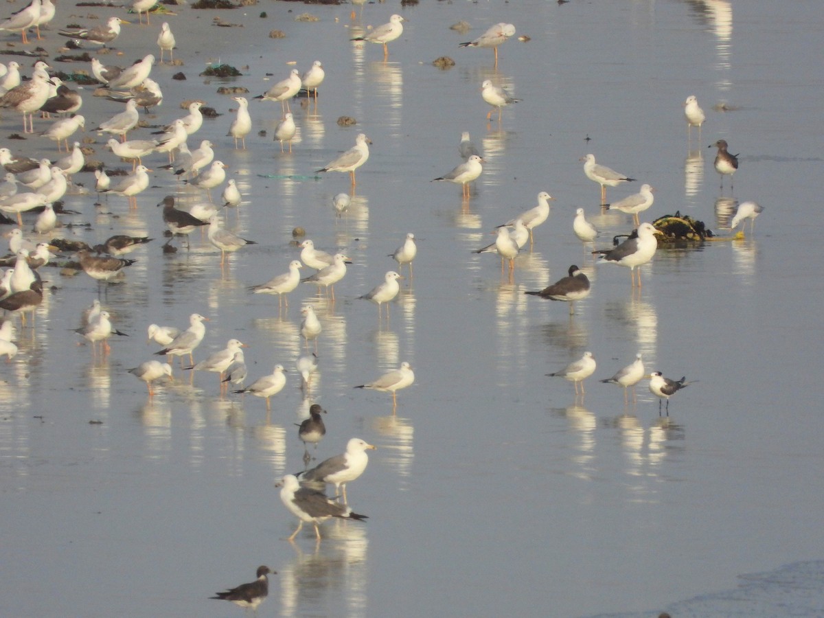 細嘴鷗 - ML647019473