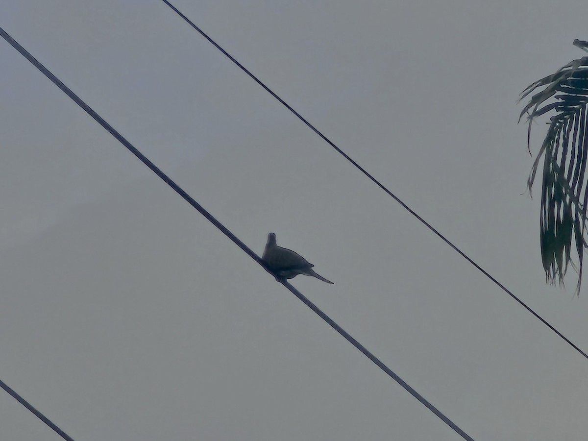 珠頸斑鳩 - ML647019474