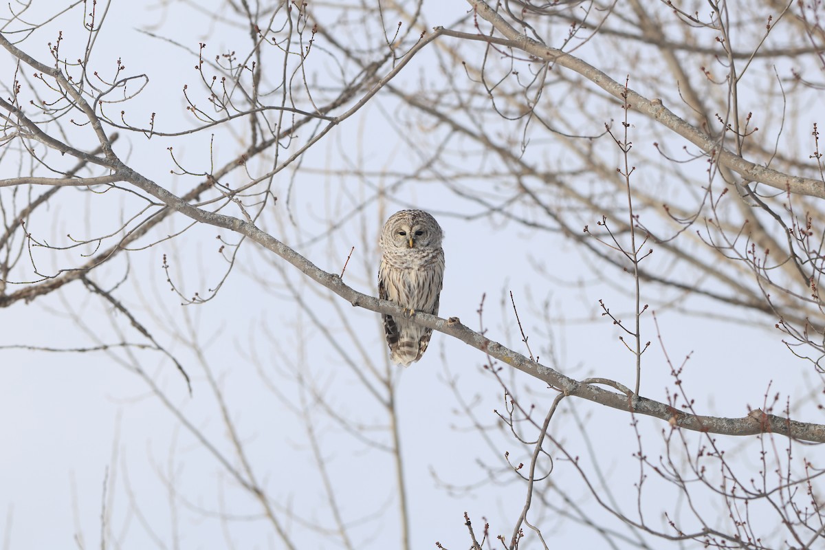 Barred Owl - ML647019475
