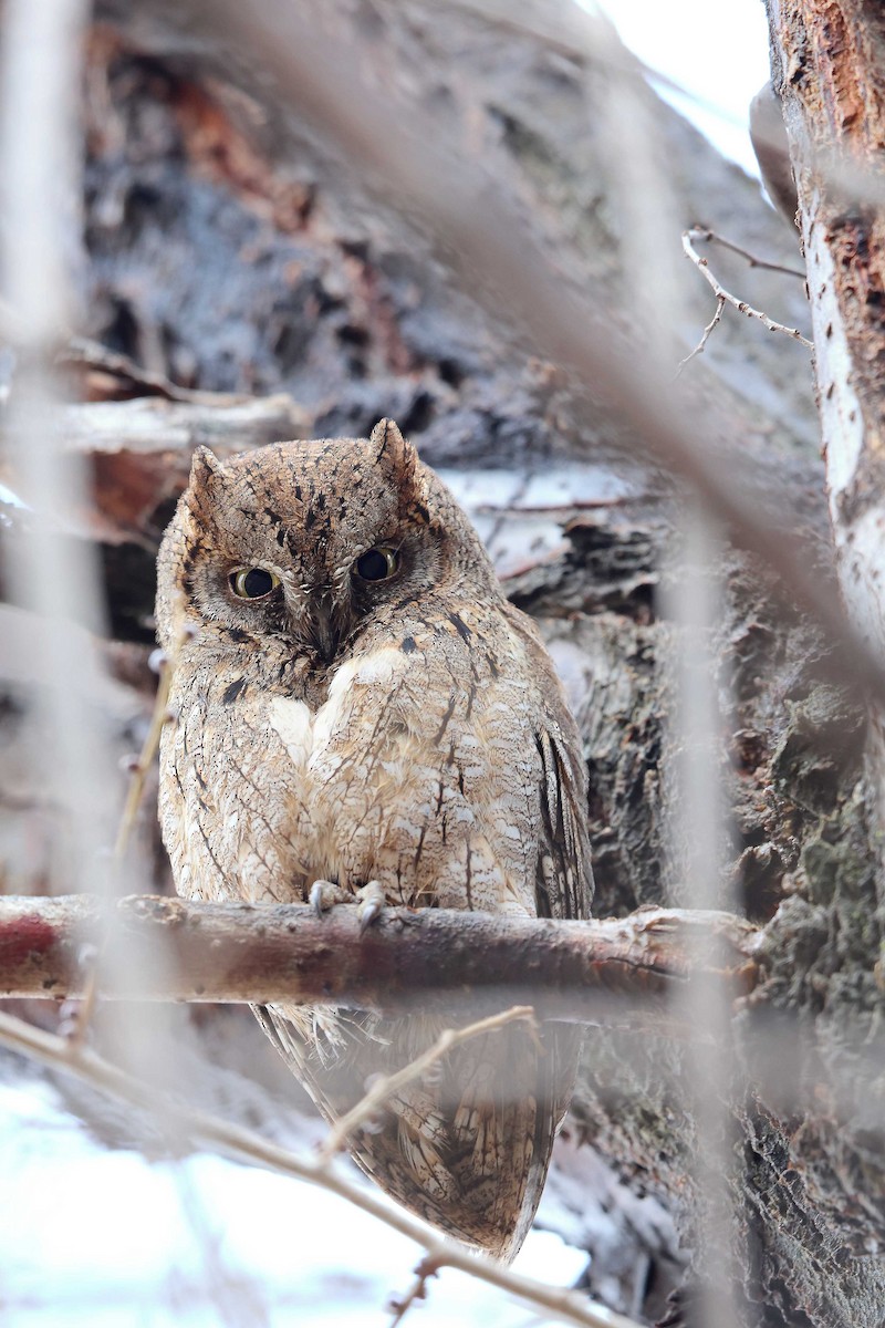 Eurasian Scops-Owl - ML647019477