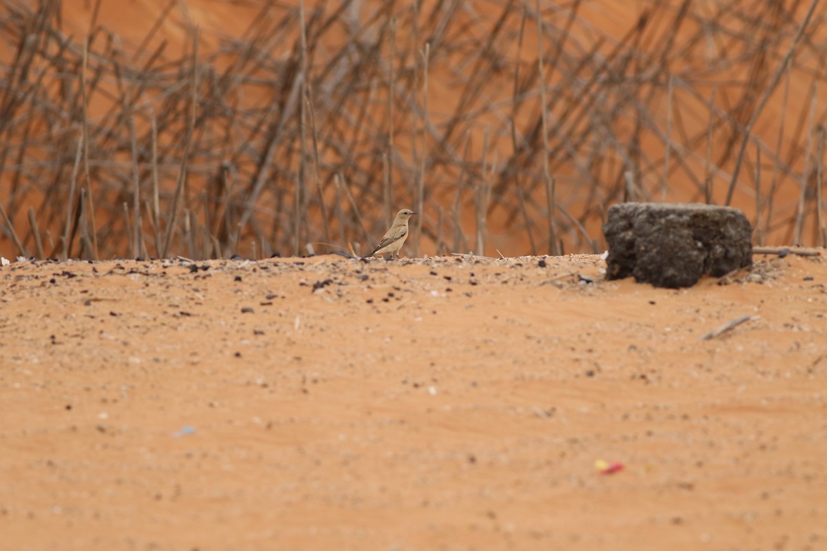 漠䳭 - ML647019478