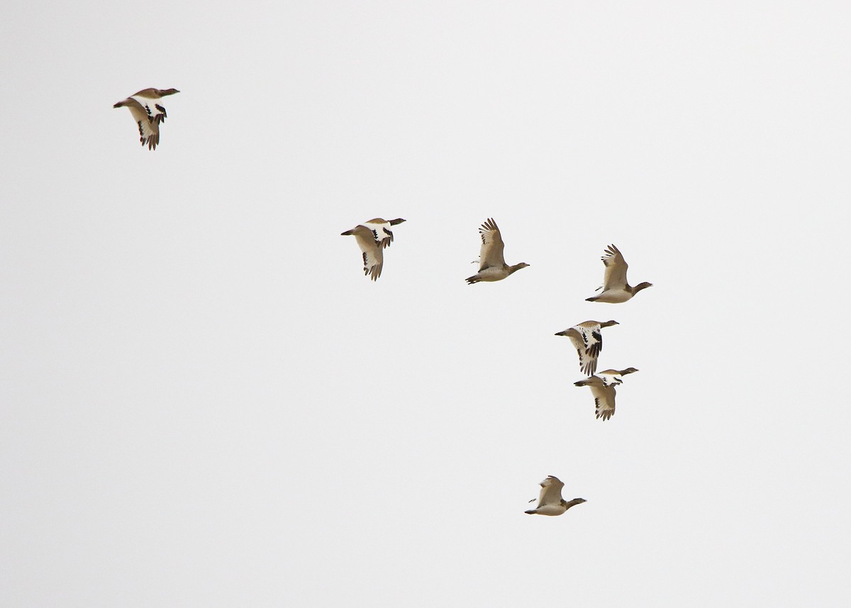 Little Bustard - ML647019479