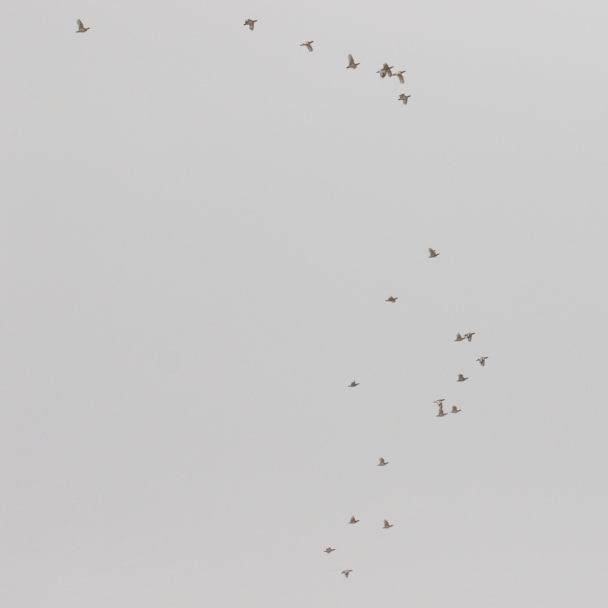 Little Bustard - ML647019480