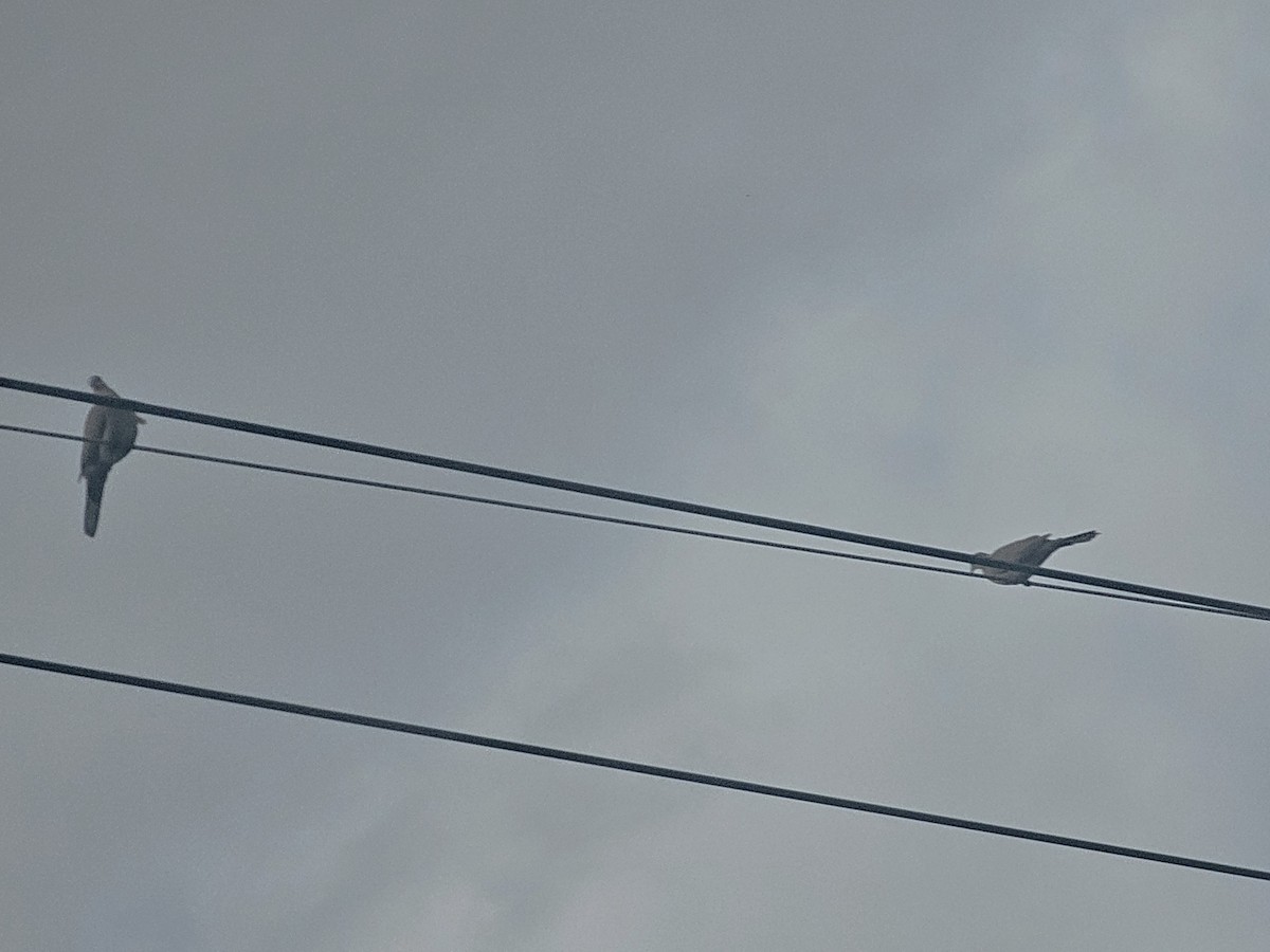 珠頸斑鳩 - ML647019487