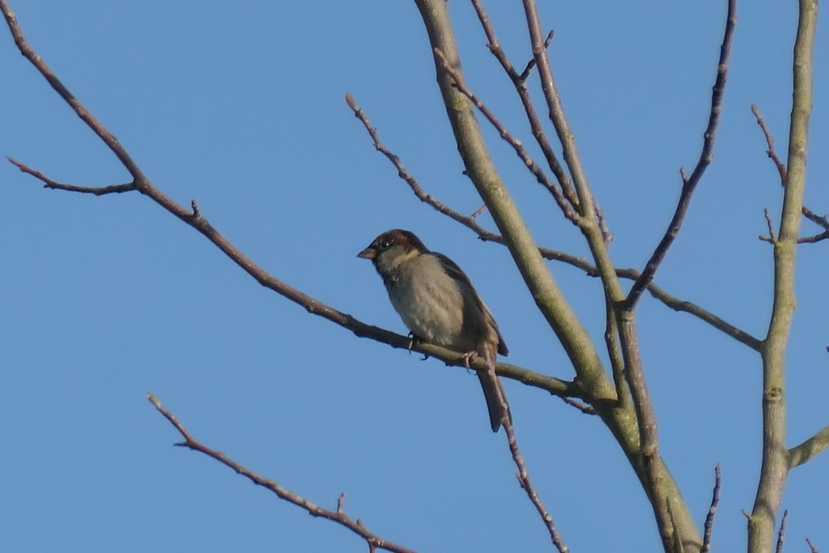 家麻雀 - ML647019488