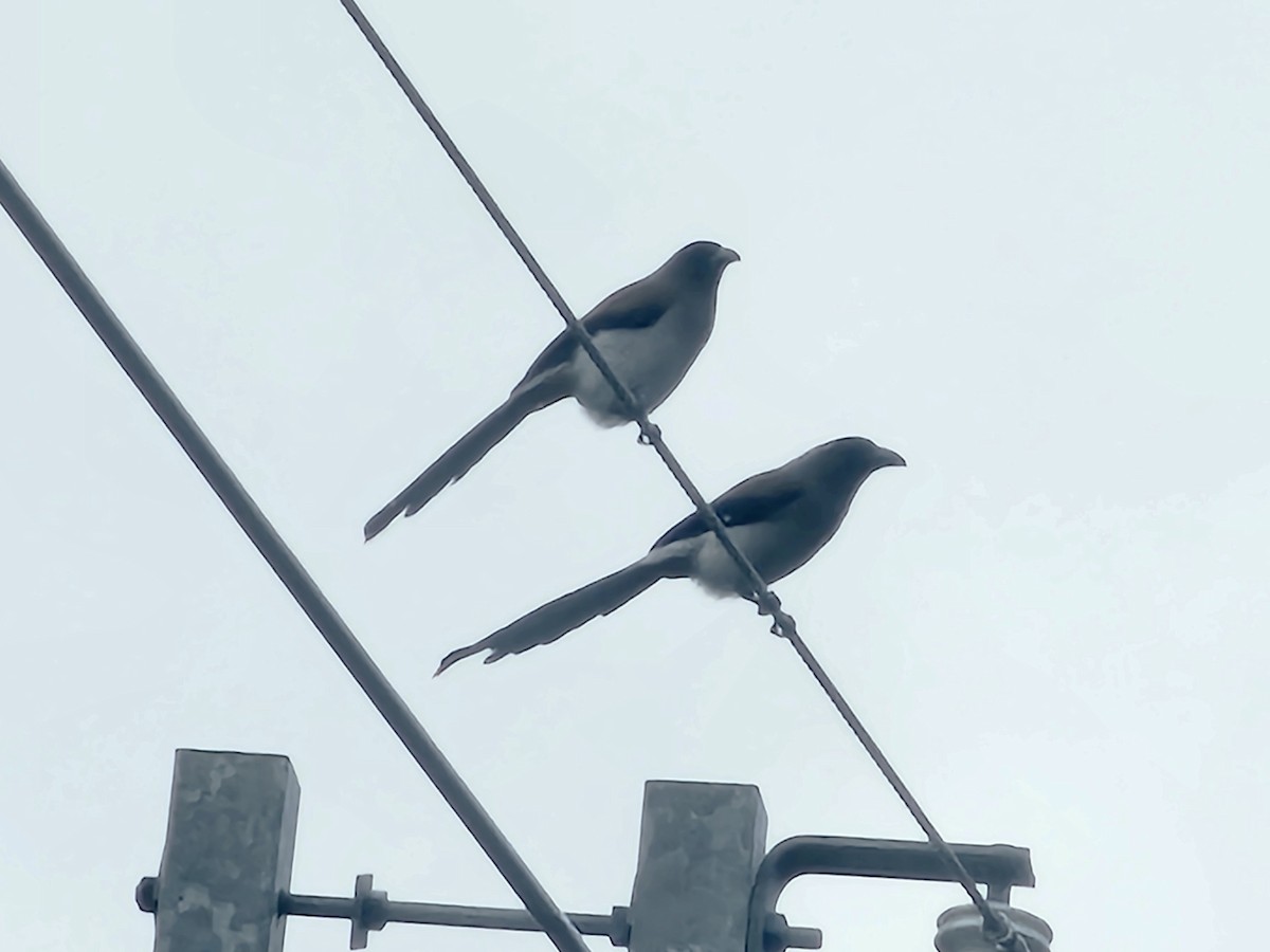 樹鵲 - ML647019496