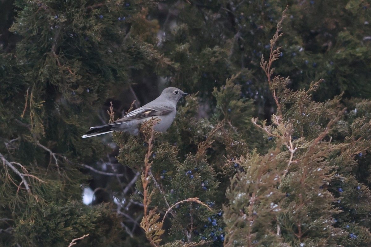 Townsend's Solitaire - ML647019503