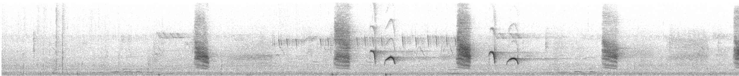 White-bellied Drongo - ML647019504