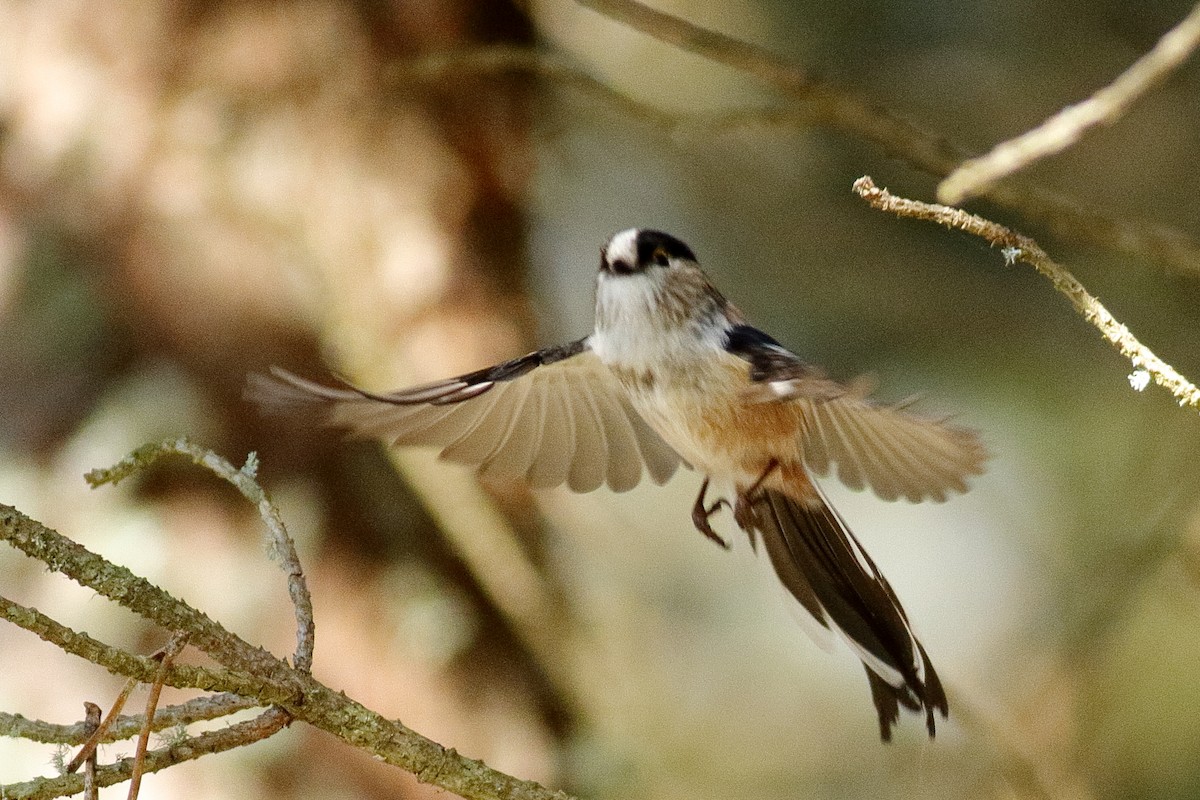 Long-tailed Tit - ML647019505