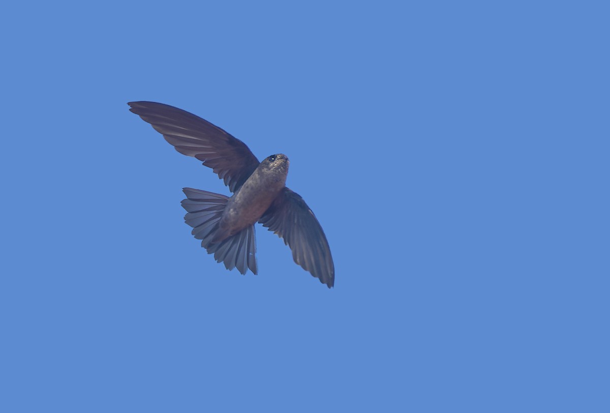 短嘴金絲燕 - ML647019507