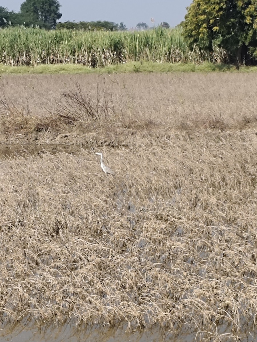 Gray Heron - ML647019508