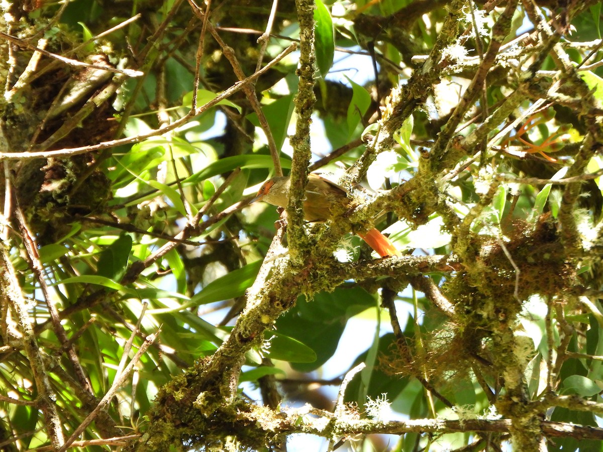 Red-faced Spinetail - ML647019509
