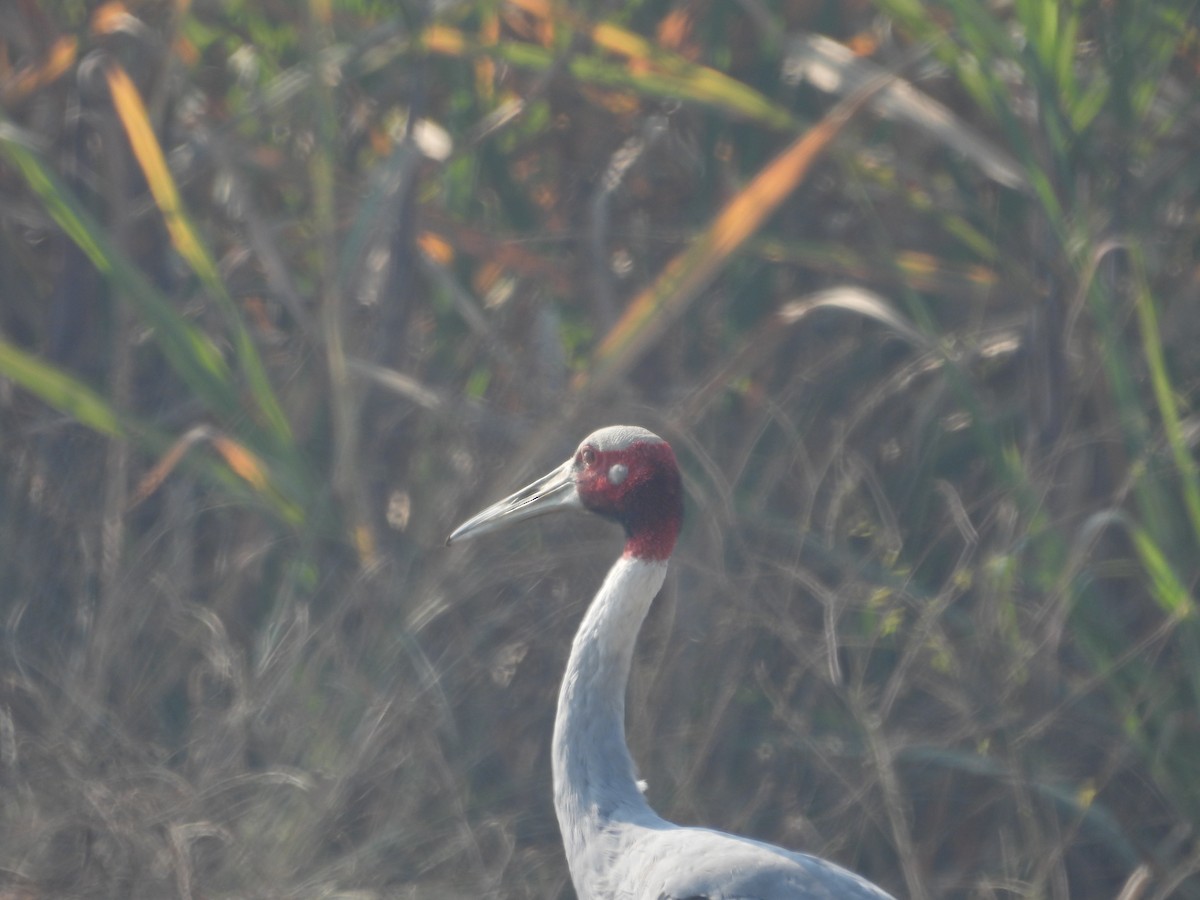 Sarus Crane - ML647019510