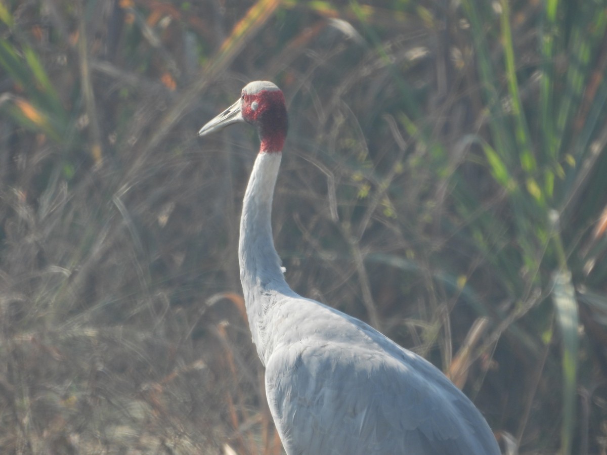Sarus Crane - ML647019511
