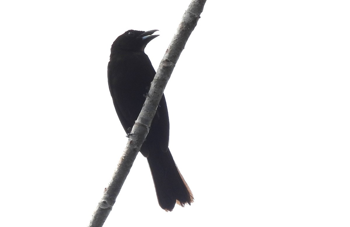 Black-faced Tanager - ML647019512