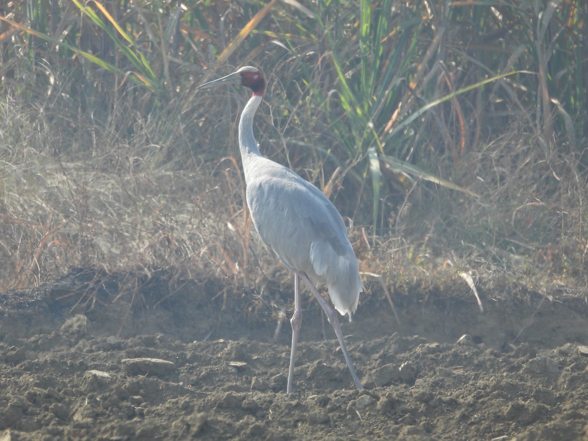 Sarus Crane - ML647019513