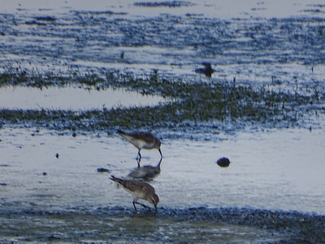 bonapartesnipe - ML647019516