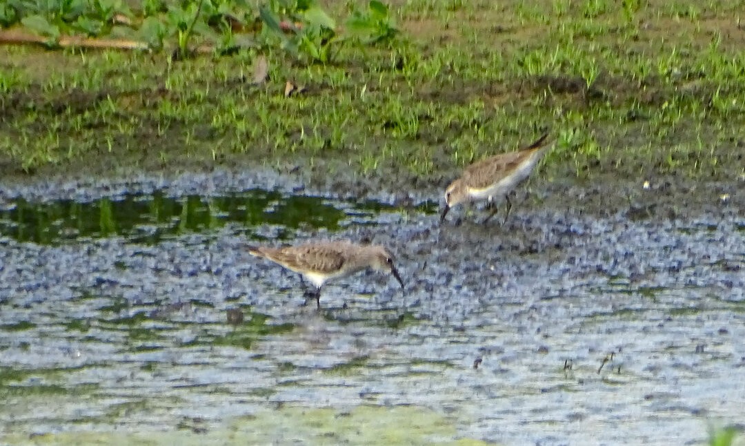 コシジロウズラシギ - ML647019517