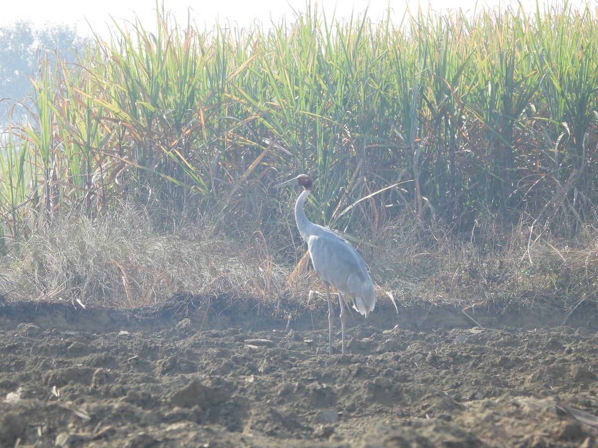 オオヅル - ML647019518